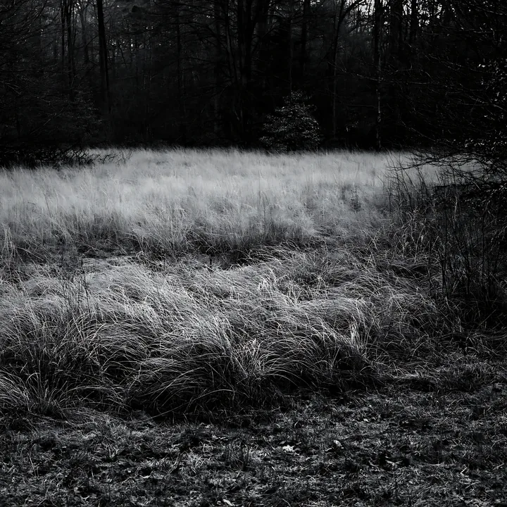 Black and white wooded valley meadow with tall grass and trees in the background - AI-generated stock image
