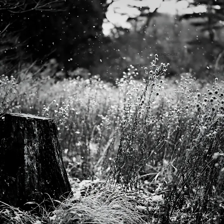 Black and white fukushima native meadow with weathered stump in winter scene - AI-generated stock image