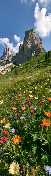 Regenerative meadow with colorful wildflowers and mountains - AI-generated stock image
