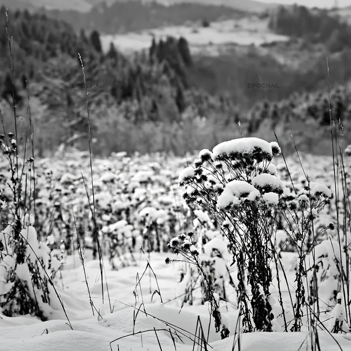 Black and white snowy foothill meadow with plants covered in snow - AI-generated stock image