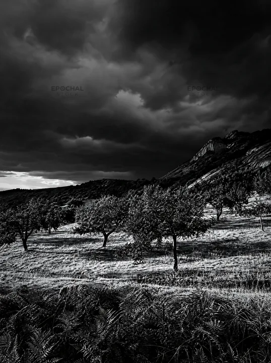 Black and white hillside apple meadow under dark clouds in late afternoon light - AI-generated stock image
