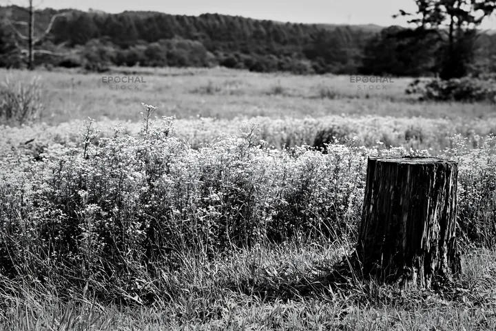 Black and white fukushima native meadow with weathered stump - AI-generated stock image