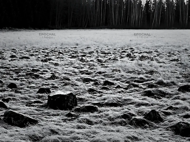 Rewilded Akita silver grass meadow with large stones - AI-generated stock image