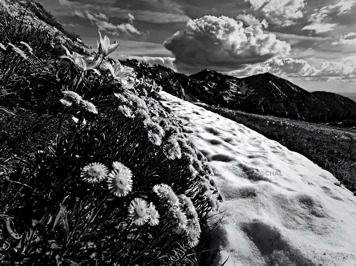 Snowy foothill meadow with flowers and clouds in background - AI-generated stock image