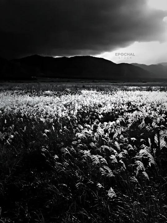 Shiga wetland meadow with reeds under dark clouds - AI-generated stock image