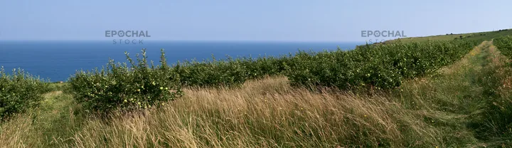 Seaside orchard meadow with ocean view and grass - AI-generated stock image