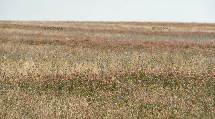 Sainfoin chicory meadow with flowers across open landscape - AI-generated stock image