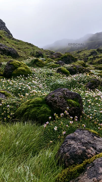 Mossy boulder meadow with wildflowers in a green landscape - AI-generated stock image