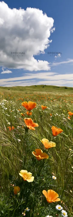 Regenerative meadow with orange flowers under a blue sky - AI-generated stock image