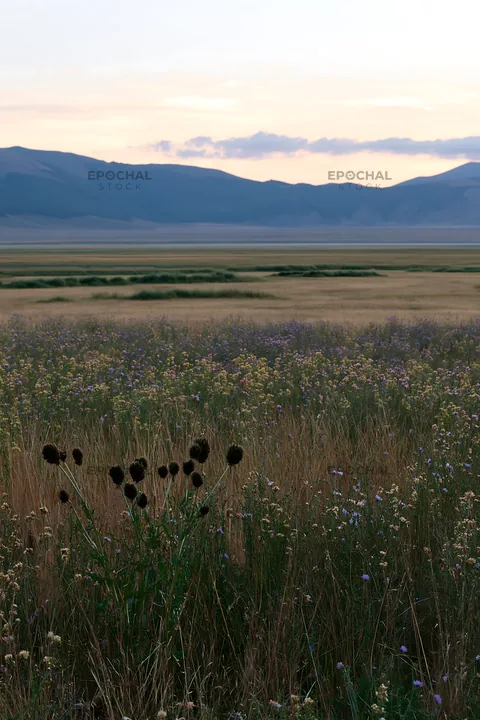 Sainfoin chicory meadow during twilight hours - AI-generated stock image