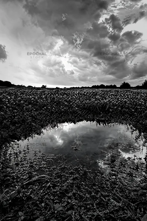 Black and white clover speedwell meadow with puddle and cloudy sky - AI-generated stock image