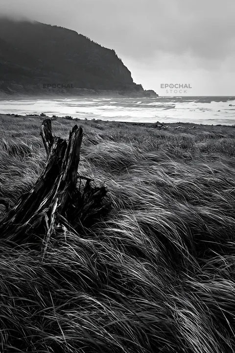Ishikawa coastal meadow with storm washed driftwood - AI-generated stock image