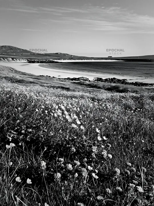 Black and white colorful buttercup meadow near a sandy beach with clear blue water - AI-generated stock image