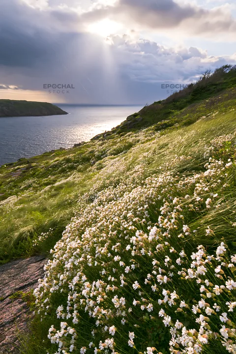 Coastal cliff meadow with flowers and ocean view - AI-generated stock image