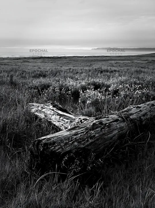 Black and white ishikawa coastal meadow storm washed driftwood on grassy land - AI-generated stock image