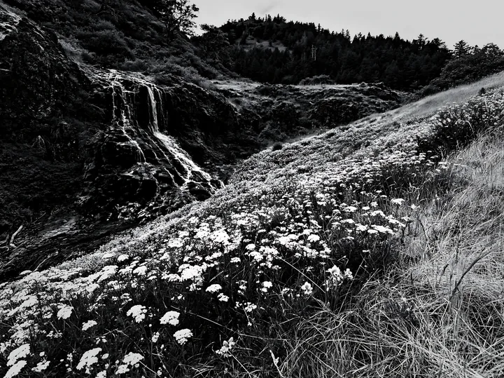 Wildflower meadow beside a cascade in black and white - AI-generated stock image