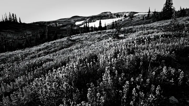Black and white snowmelt meadow with wildflowers in a mountainous landscape - AI-generated stock image