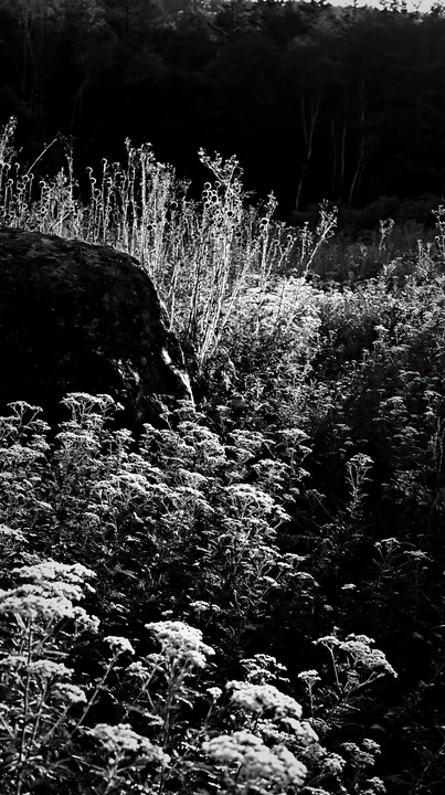 Black and white nagano drought resilient meadow granite boulder in natural setting - AI-generated stock image