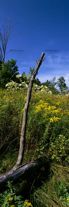 Yamagata rewilded meadow fallen branch foreground - AI-generated stock image