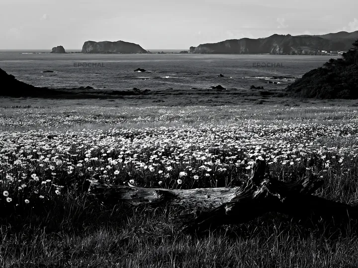 Black and white nagasaki coastal meadow driftwood foreground mood - AI-generated stock image
