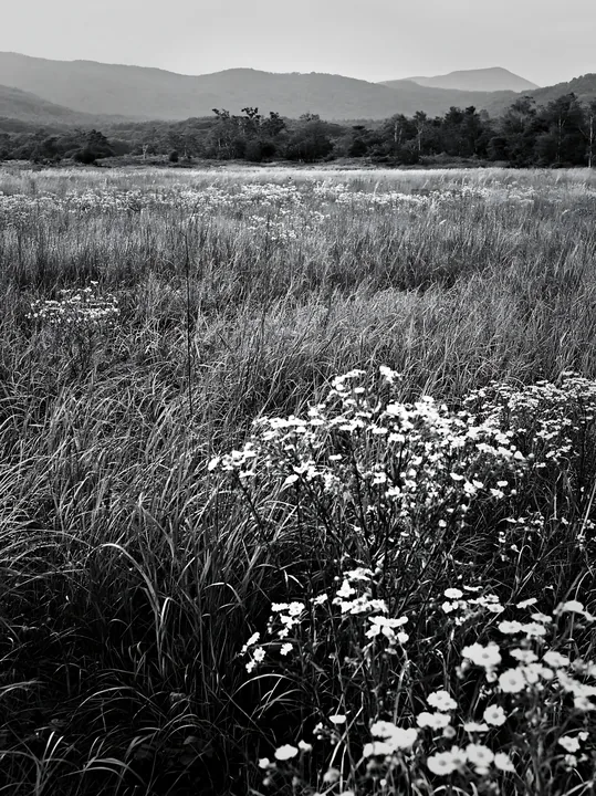 Black and white expansive Hokkaido restoration meadow with dewdrops - AI-generated stock image