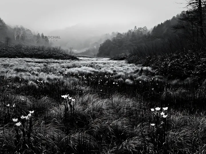 Black and white akita snowmelt meadow with silver grasses and white flowers - AI-generated stock image