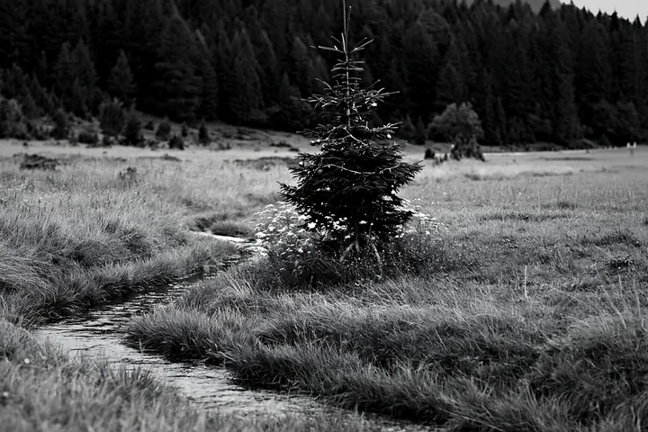 Christmas tree along stream in meadow - AI-generated stock image