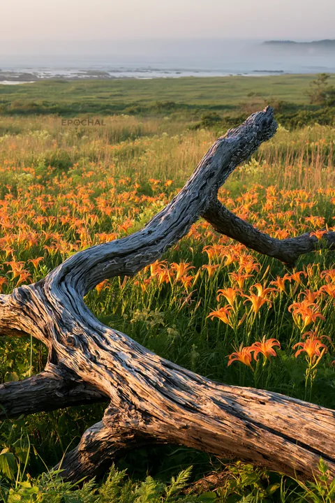 Chiba coastal climate meadow with driftwood and flowers - AI-generated stock image