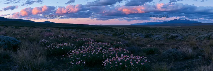 Climate-resilient meadow with flowers and mountains at sunset - AI-generated stock image