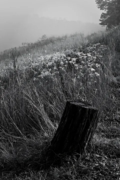 Black and white fukushima native meadow with weathered stump - AI-generated stock image