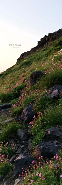 Yamanashi meadow with flowers and basalt stones - AI-generated stock image