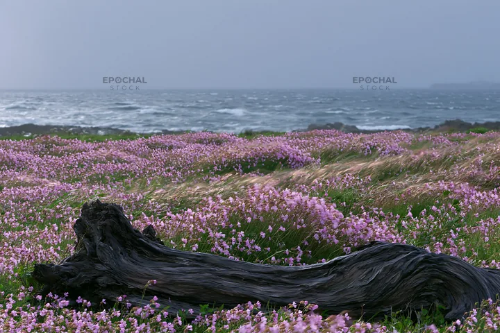 Chiba coastal climate meadow driftwood foreground - AI-generated stock image
