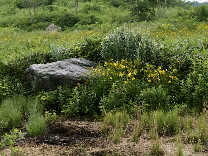 Aomori climate resilient meadow with boulder - AI-generated stock image