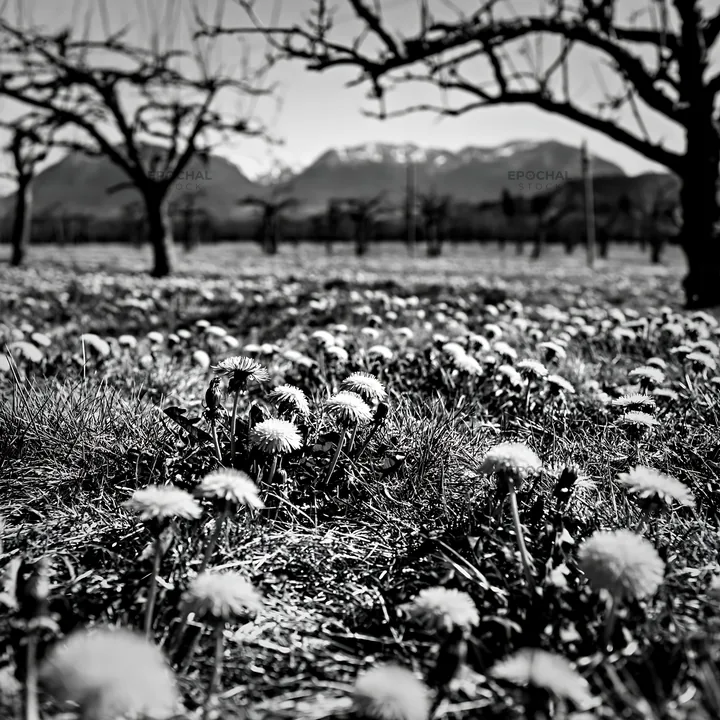 Black and white dandelion orchard meadow with trees and mountains in the background - AI-generated stock image