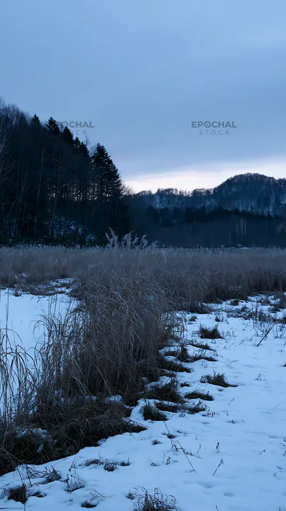 Akita snowmelt meadow with silver grasses under a cold sky - AI-generated stock image