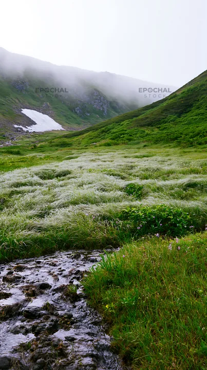 Akita snowmelt meadow with silver grasses in springtime - AI-generated stock image