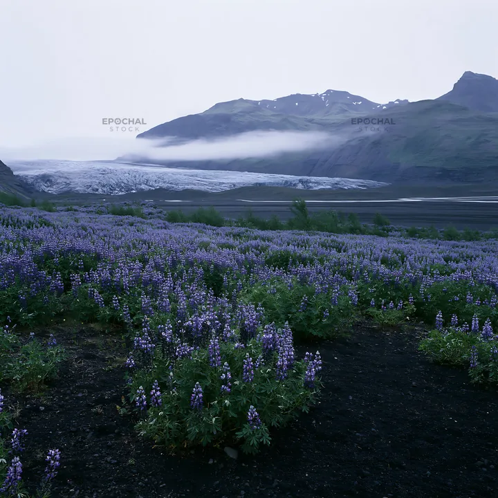 Lupin meadow with glacier backdrop in Iceland - AI-generated stock image