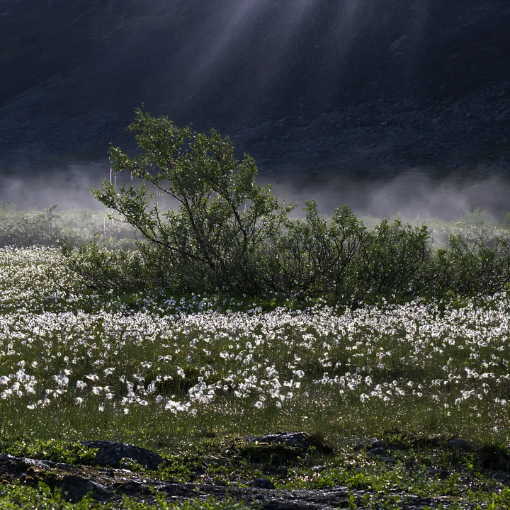 Jotunheimen valley meadow sunbeams create a bright atmosphere - AI-generated stock image