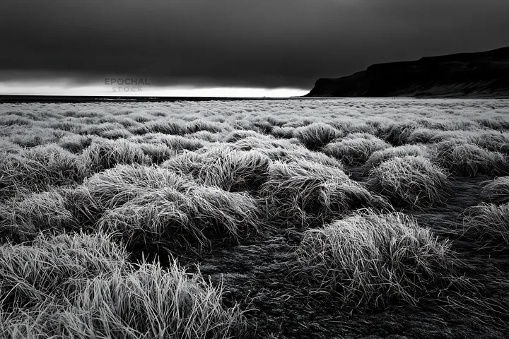 Black and white frosty coastal meadow with vegetation in cloudy weather - AI-generated stock image