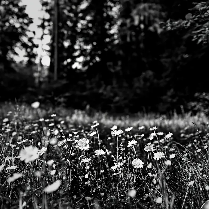 Flower meadow in a forest opening with dark trees in the background - AI-generated stock image