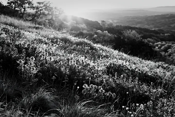 Bluebonnet meadow with sunrise in black and white - AI-generated stock image
