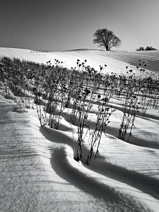 Black and white snow covered Biei hills meadow landscape with bare plants - AI-generated stock image