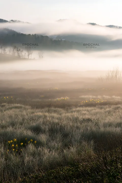 Akita snowmelt meadow with silver grasses in misty morning light - AI-generated stock image