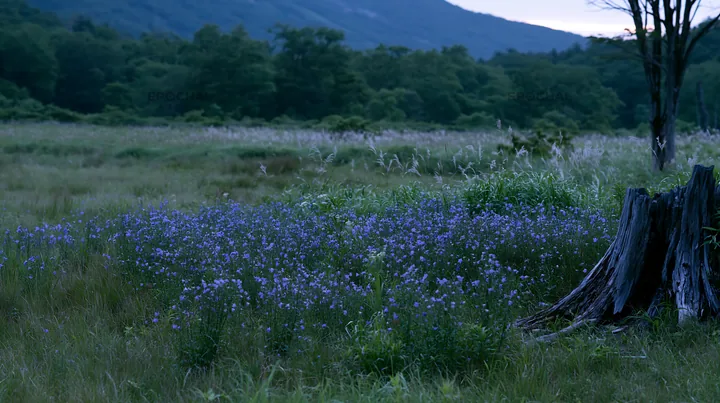 Fukushima native meadow with weathered stump and wildflowers - AI-generated stock image