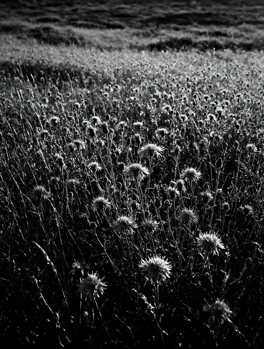 Black and white dewy meadow with purple flowers in bright morning light - AI-generated stock image