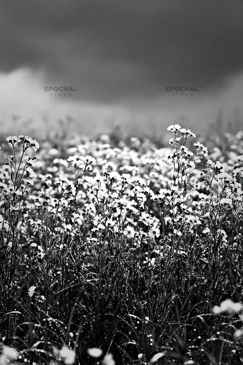 Black and white niigata floodplain restoration meadow dew foreground - AI-generated stock image