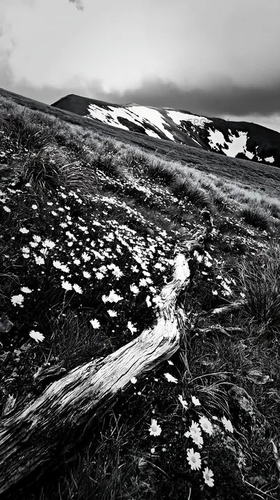 Weathered log in a meadow with flowers and mountains - AI-generated stock image