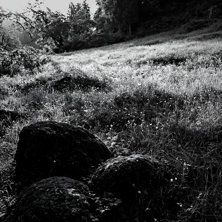 Black and white miyagi spring recovery meadow mossy stone in lush grass - AI-generated stock image