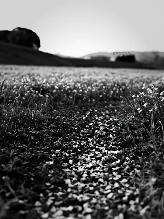 Fallen blossoms in a Fukuoka spring meadow - AI-generated stock image