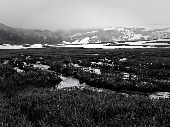 Black and white akita snowmelt meadow with silver grasses in a green landscape - AI-generated stock image